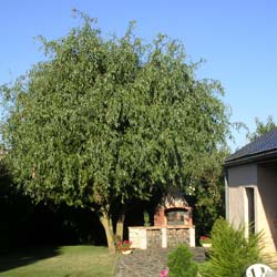 Salix babylonica pek. tortuosa